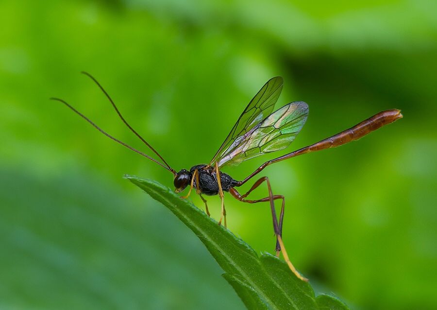 Atrometus insignis