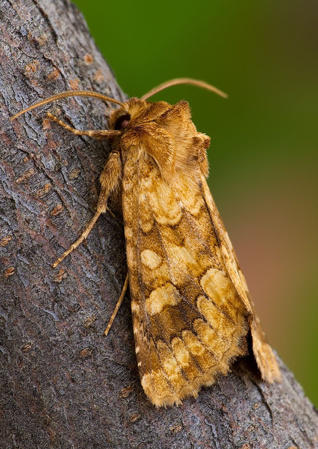 Conisania luteago