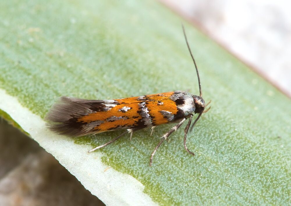 Chrysoesthia drurella