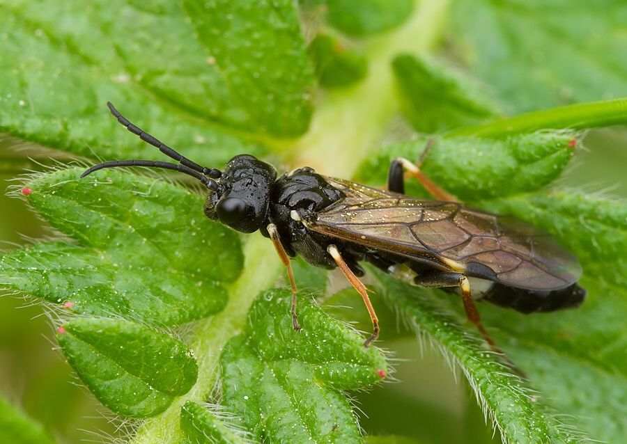 Allantus cinctus