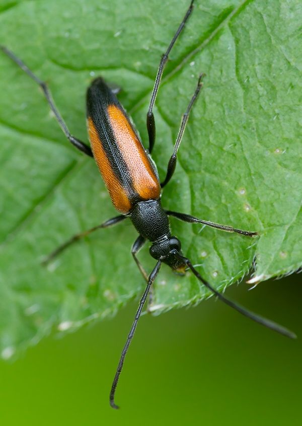 Stenurella melanura