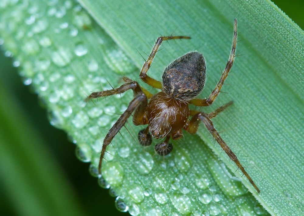 Araneus cf. triguttatus