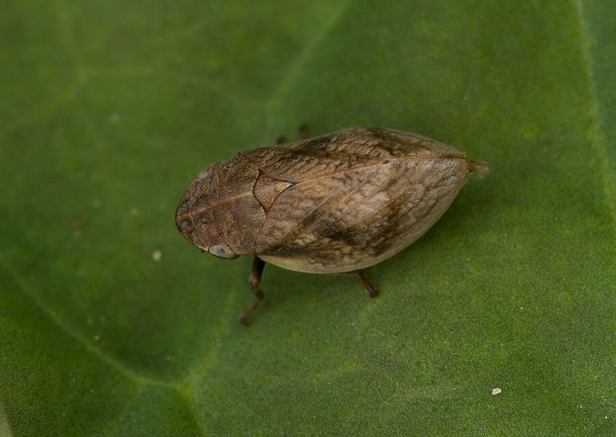 Lepyronia coleoptrata