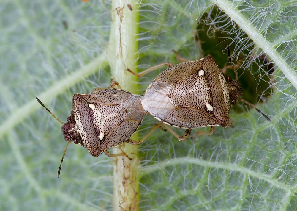 Eysarcoris aeneus