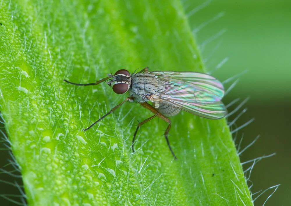 Coenosia intermedia