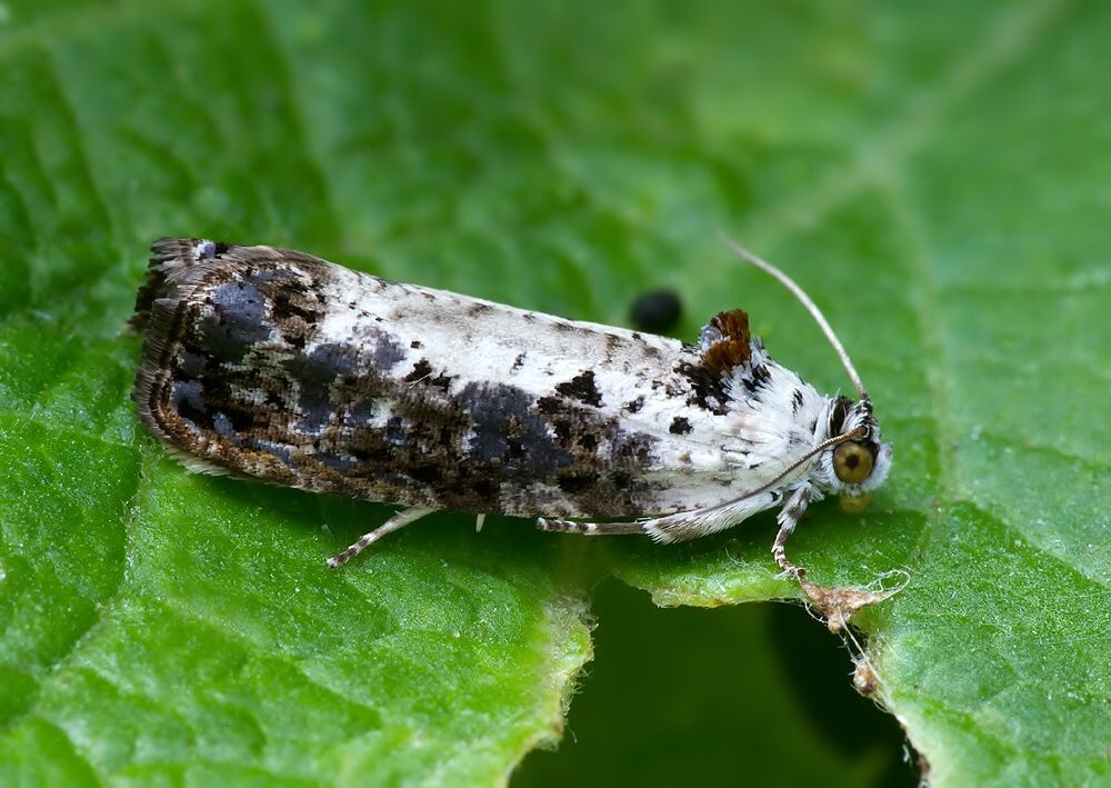 Hedya salicella