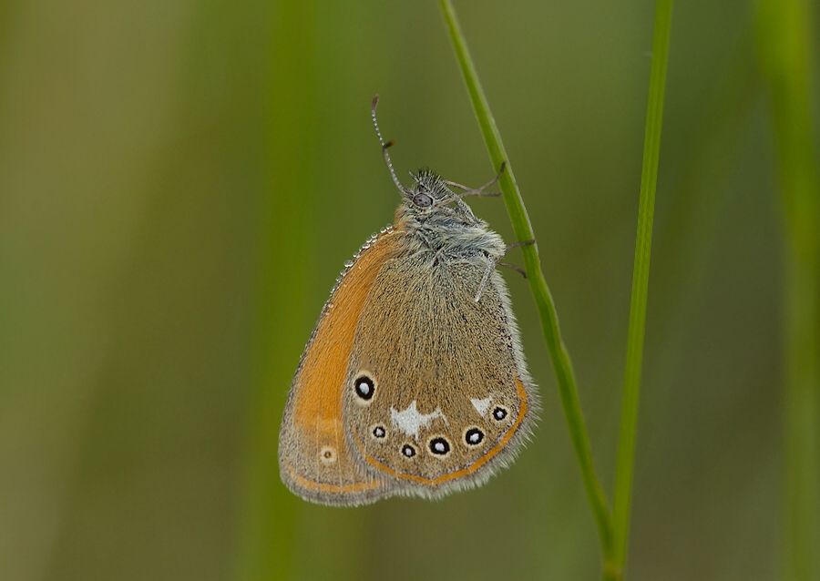 Coenonympha glycerion (očkáň traslicový)