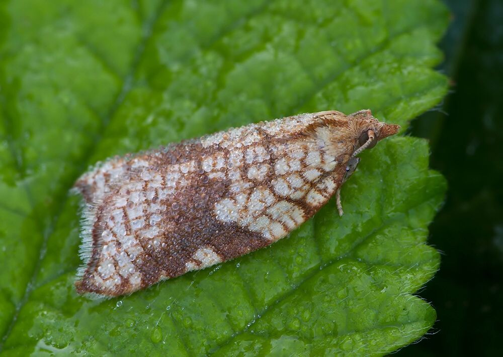 Acleris rhombana