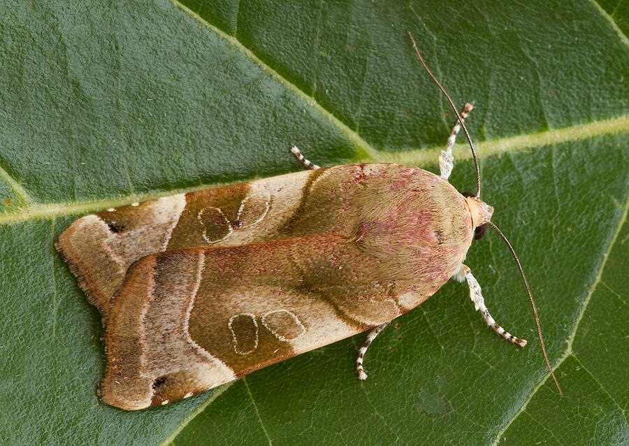 Noctua fimbriata