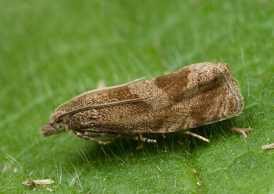 Epiblema turbidana