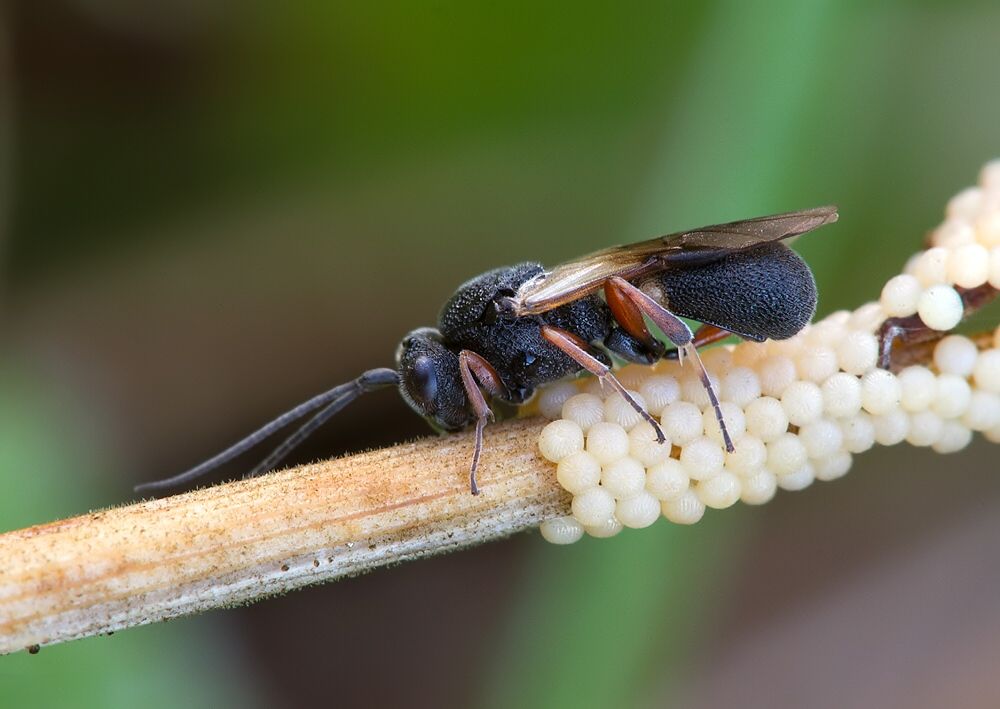 Chelonus insularis cf.