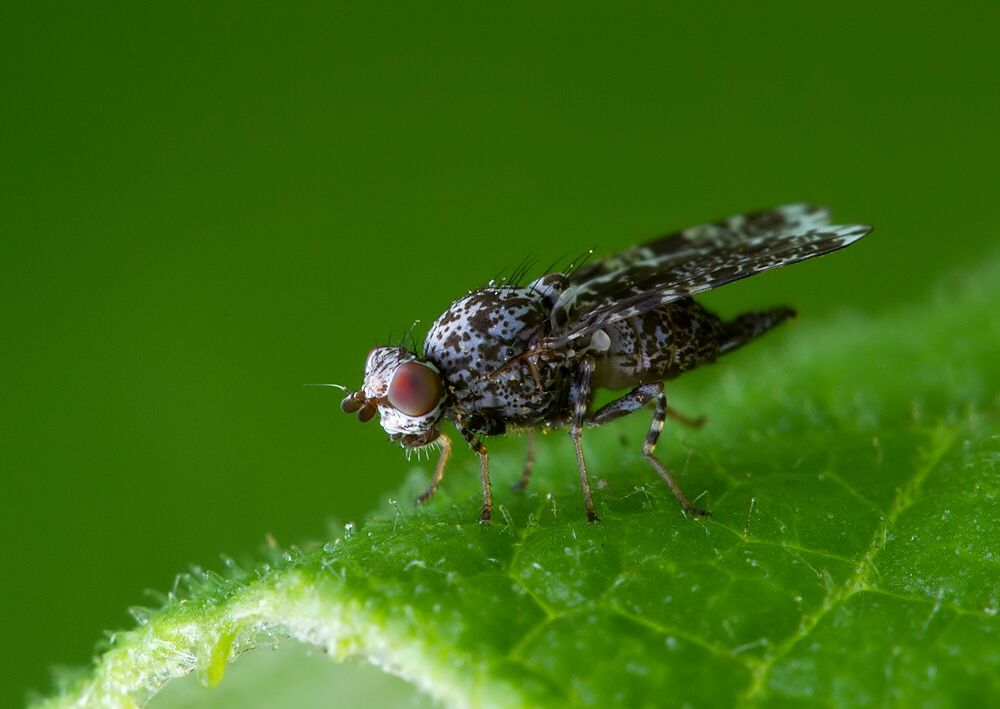 Callopistromyia annulipes