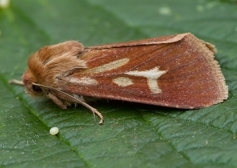 Cerapteryx graminis