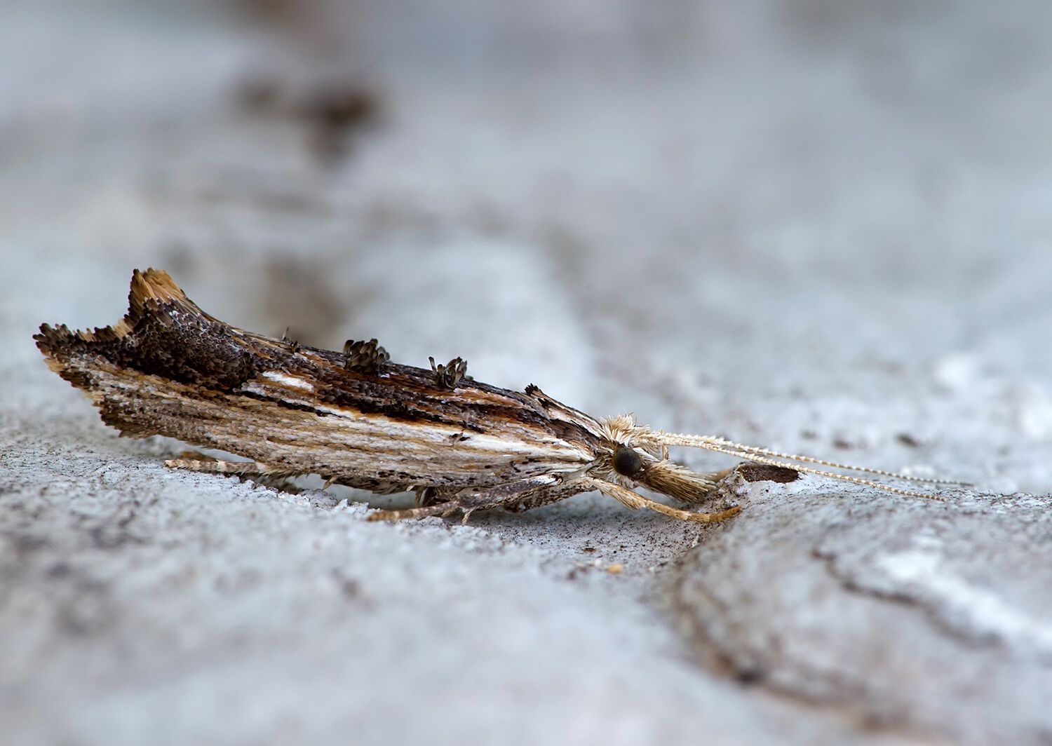 Ypsolopha scabrella