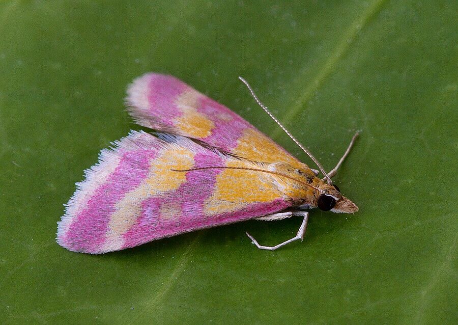 Pyrausta sanguinalis