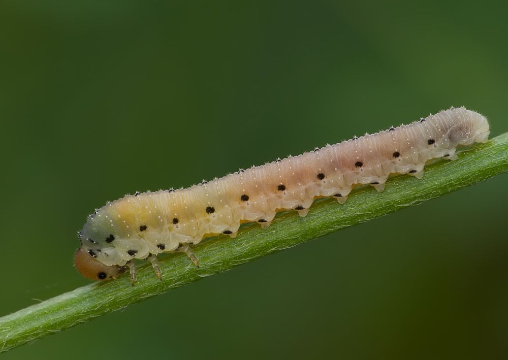 Sciapteryx consobrina