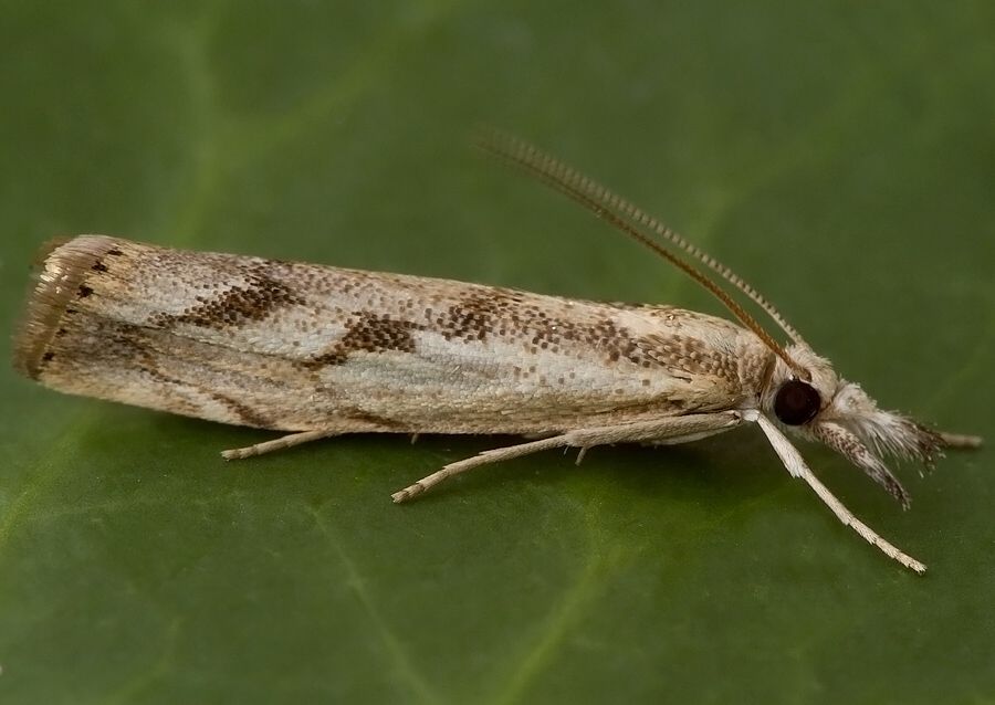 Agriphila tolli