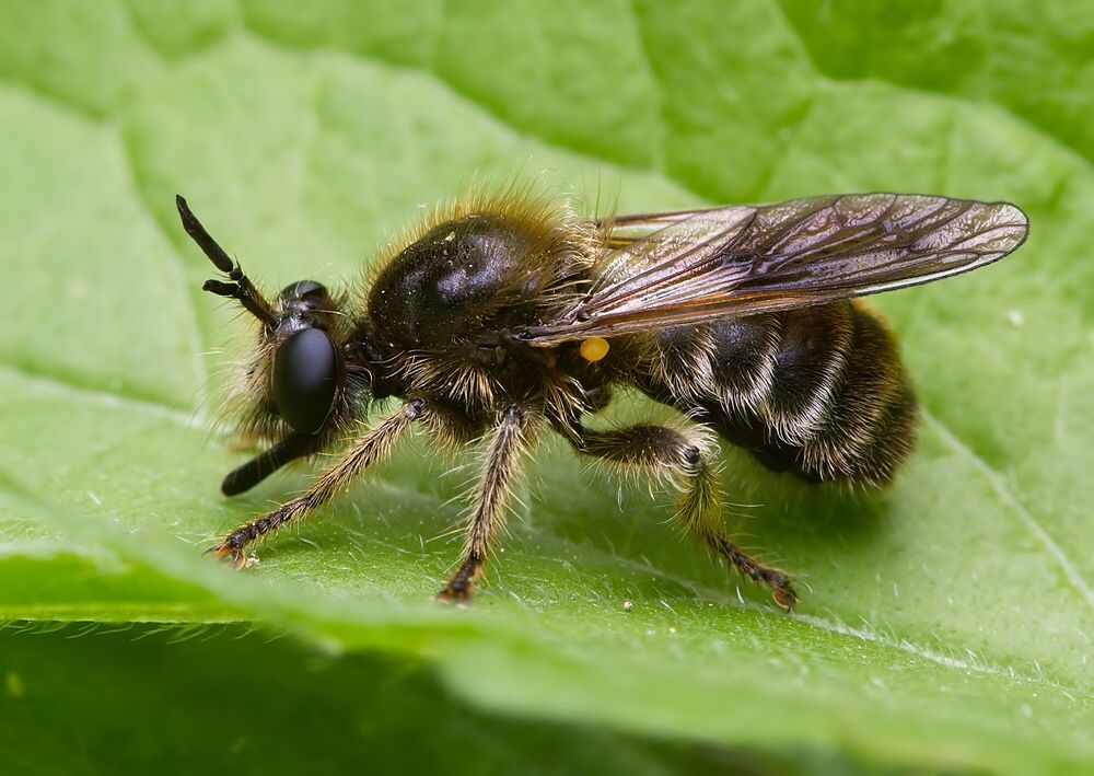 Choerades fuliginosa