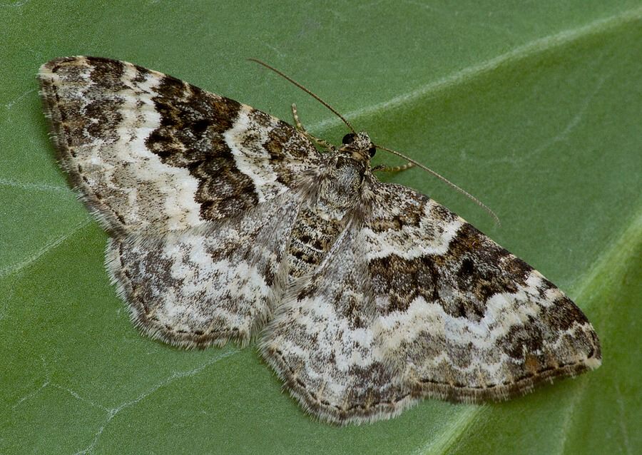 Epirrhoe alternata