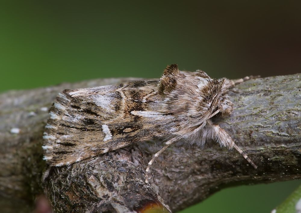 Calophasia lunula