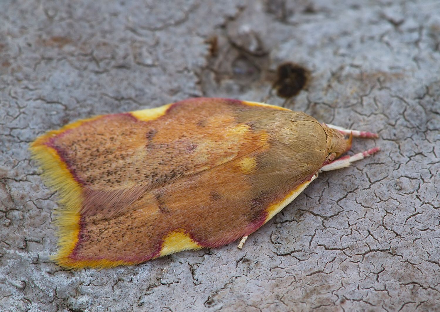 Carcina quercana