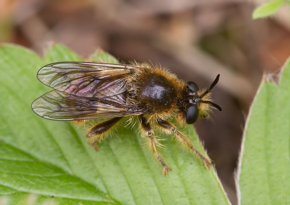Choerades fuliginosa