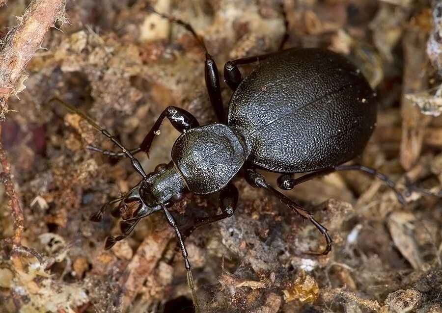 Cychrus caraboides