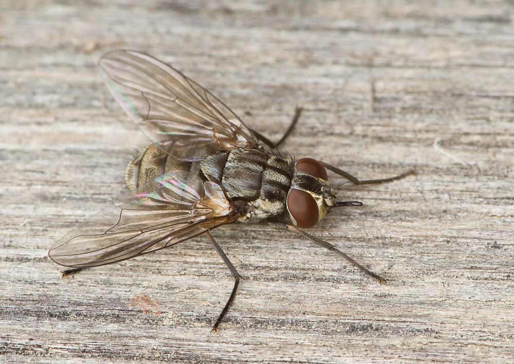 Morellia simplex