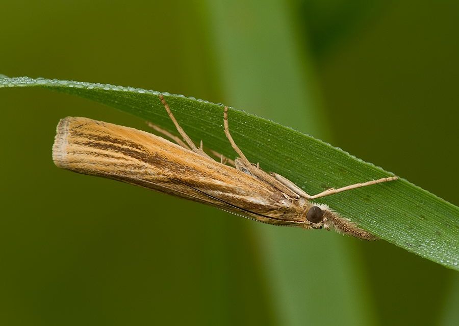 Agriphila tristella