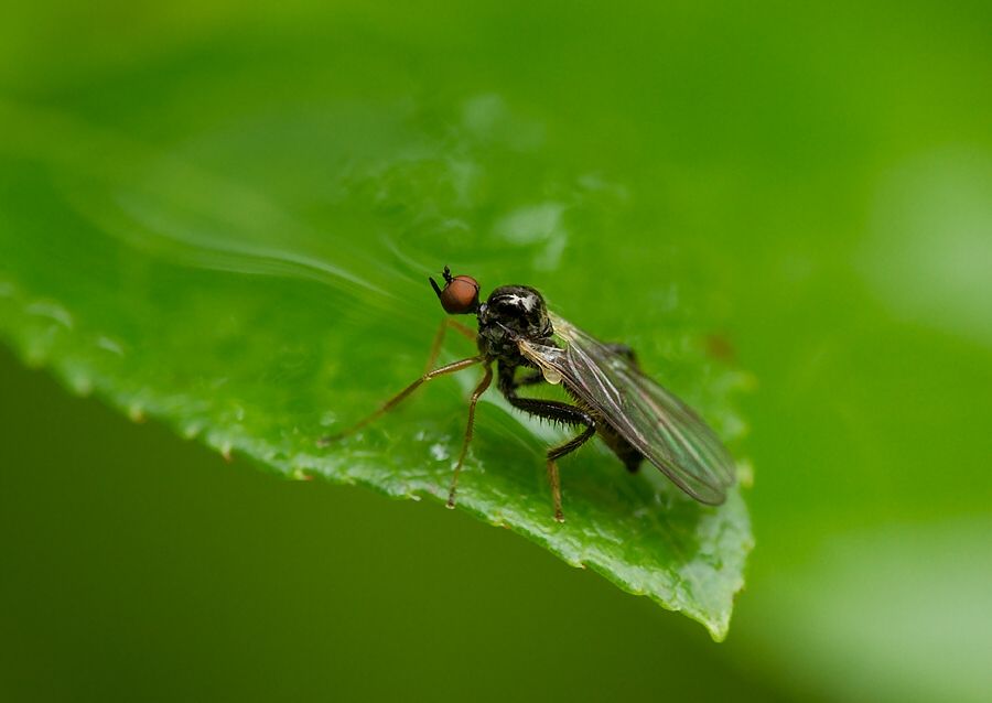 Hybos femoratus