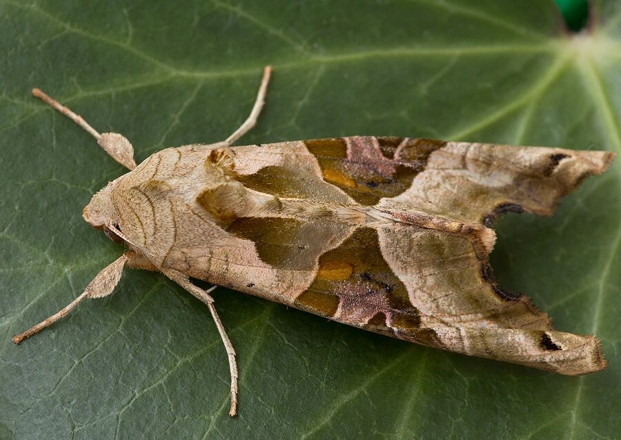 Phlogophora meticulosa