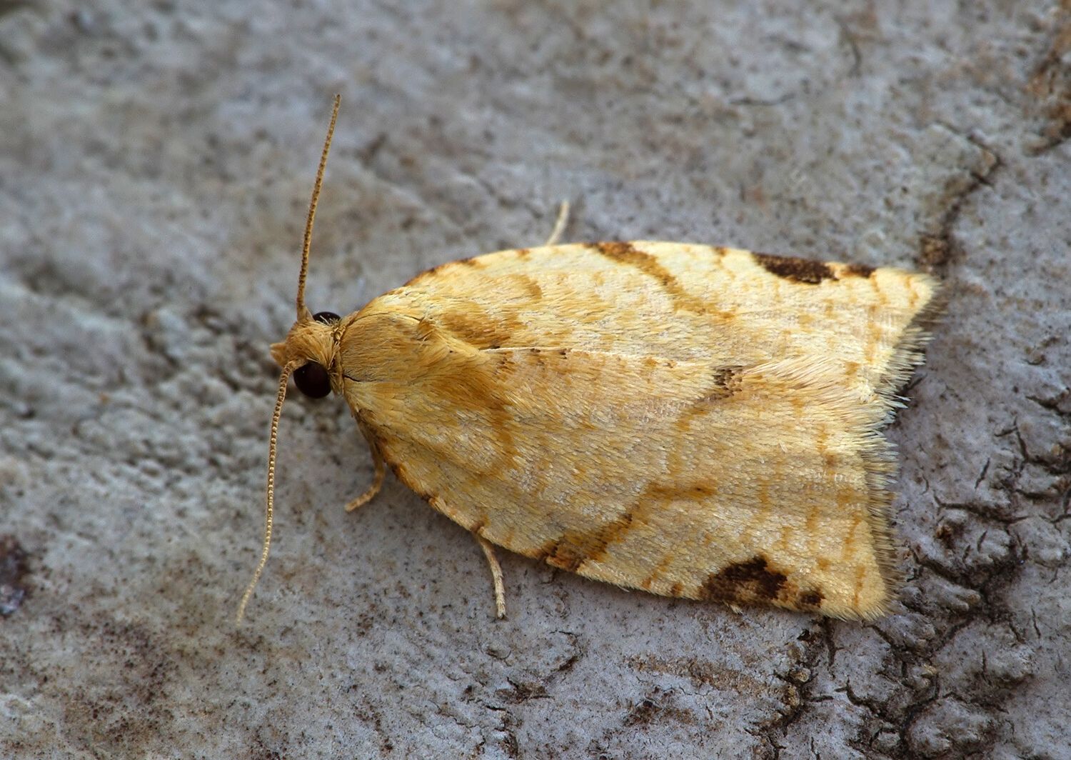 Paramesia gnomana