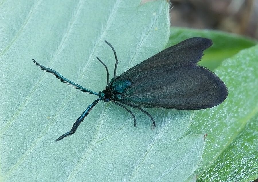 Rhagades pruni