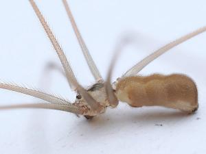 Pholcus phalangioides