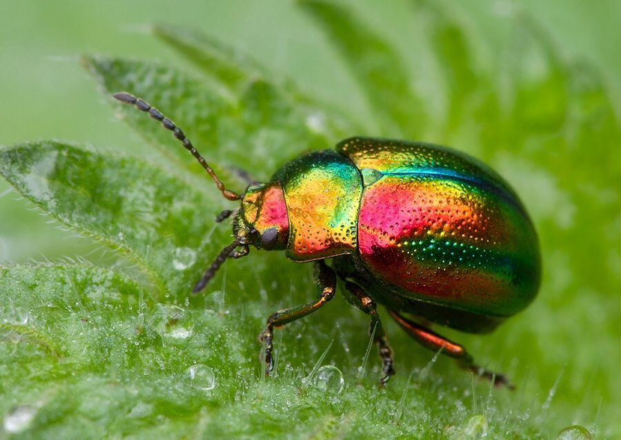 Chrysolina fastuosa