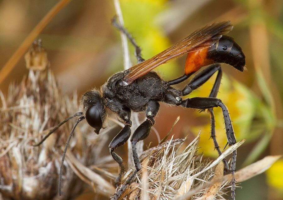 Prionyx kirbii