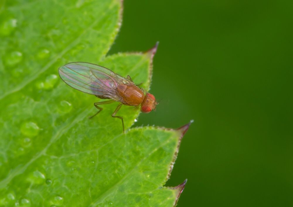 Minettia plumicornis