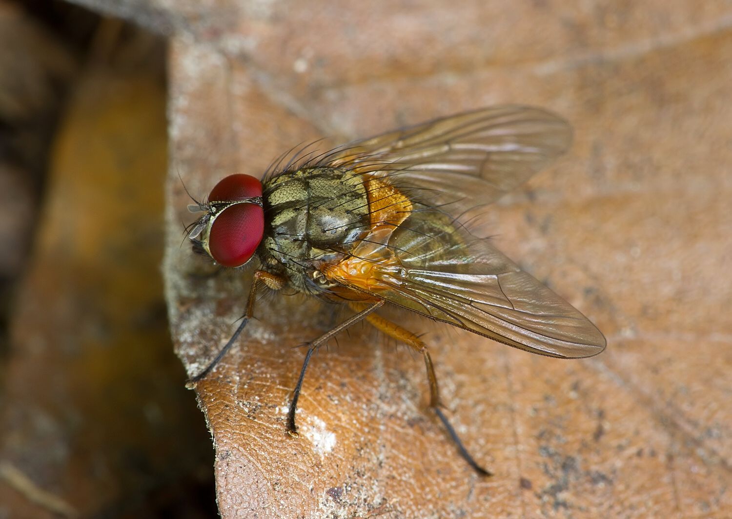 Mydaea corni