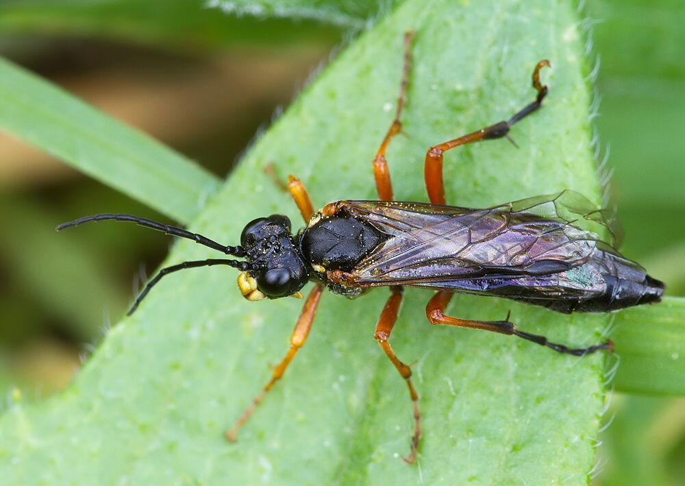 Tenthredo procera