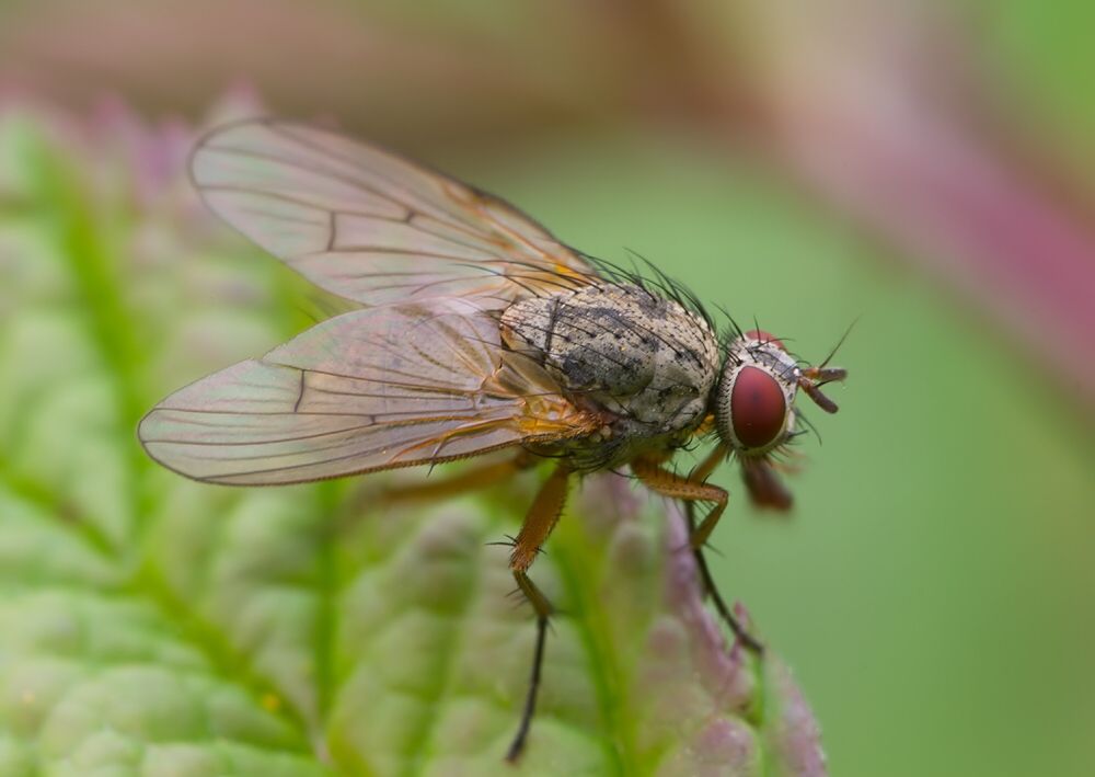 Phaonia valida