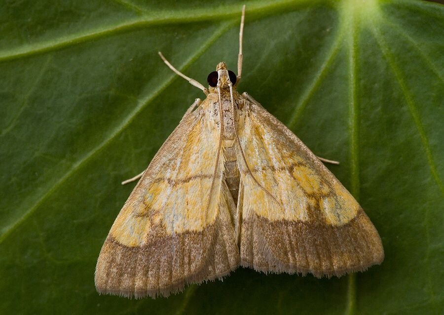 Evergestis limbata