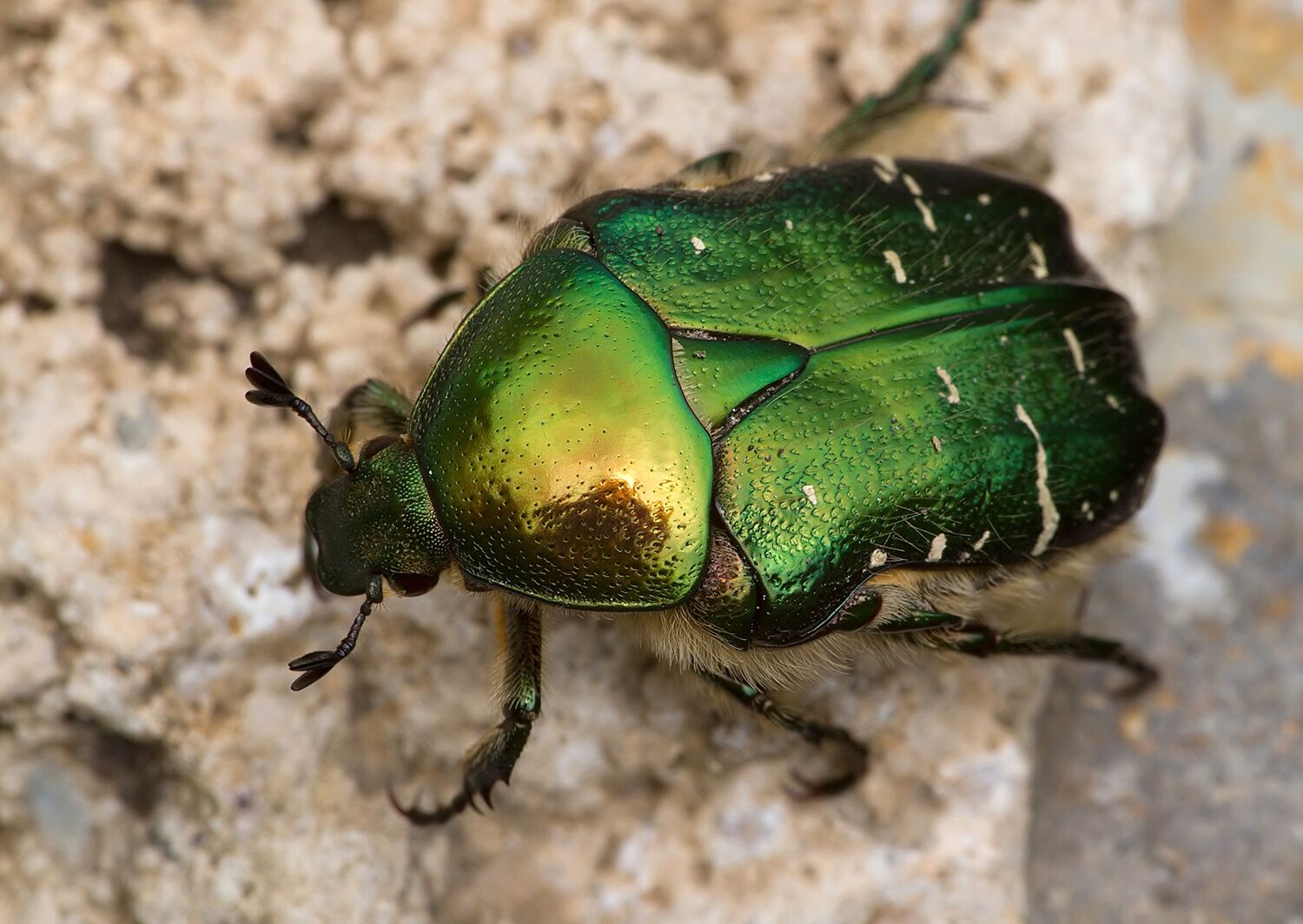 Cetonia aurata