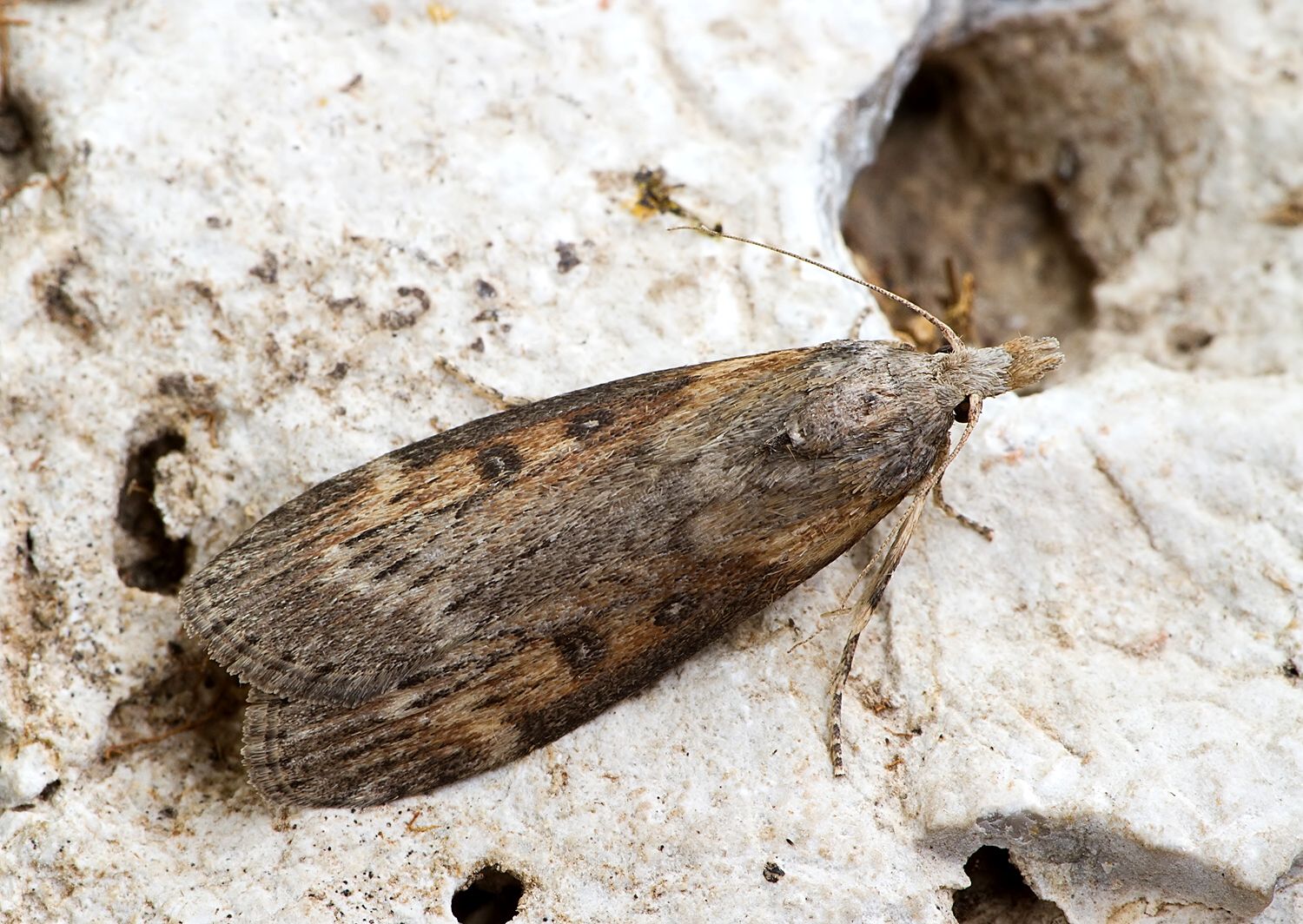 Lamoria anella