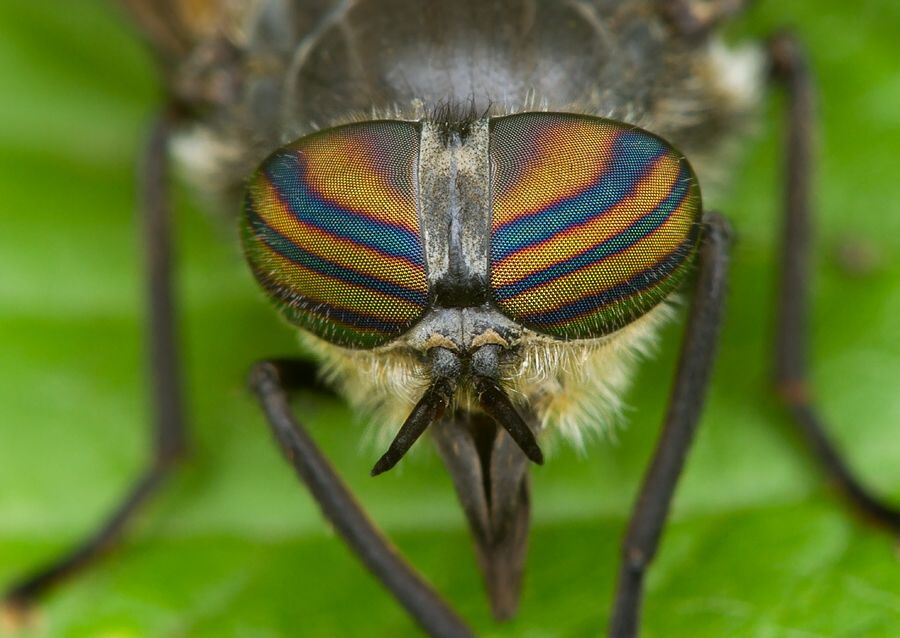 Tabanus quatuornotatus