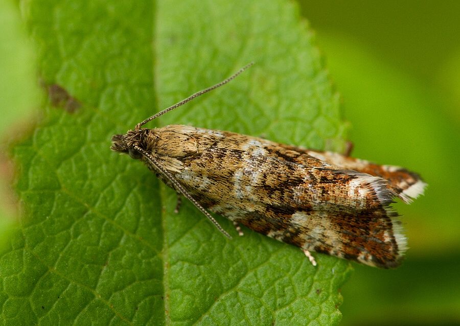 Phiaris palustrana