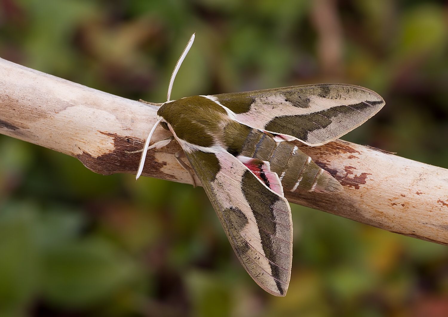 Hyles euphorbiae