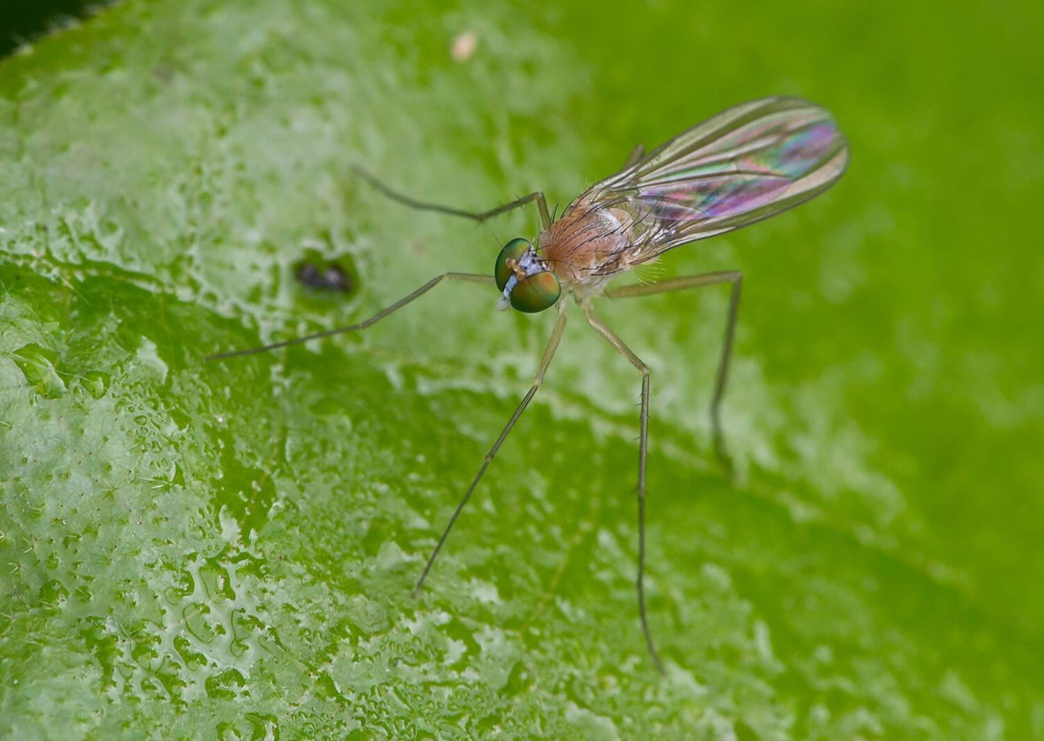 Neurigona pallida