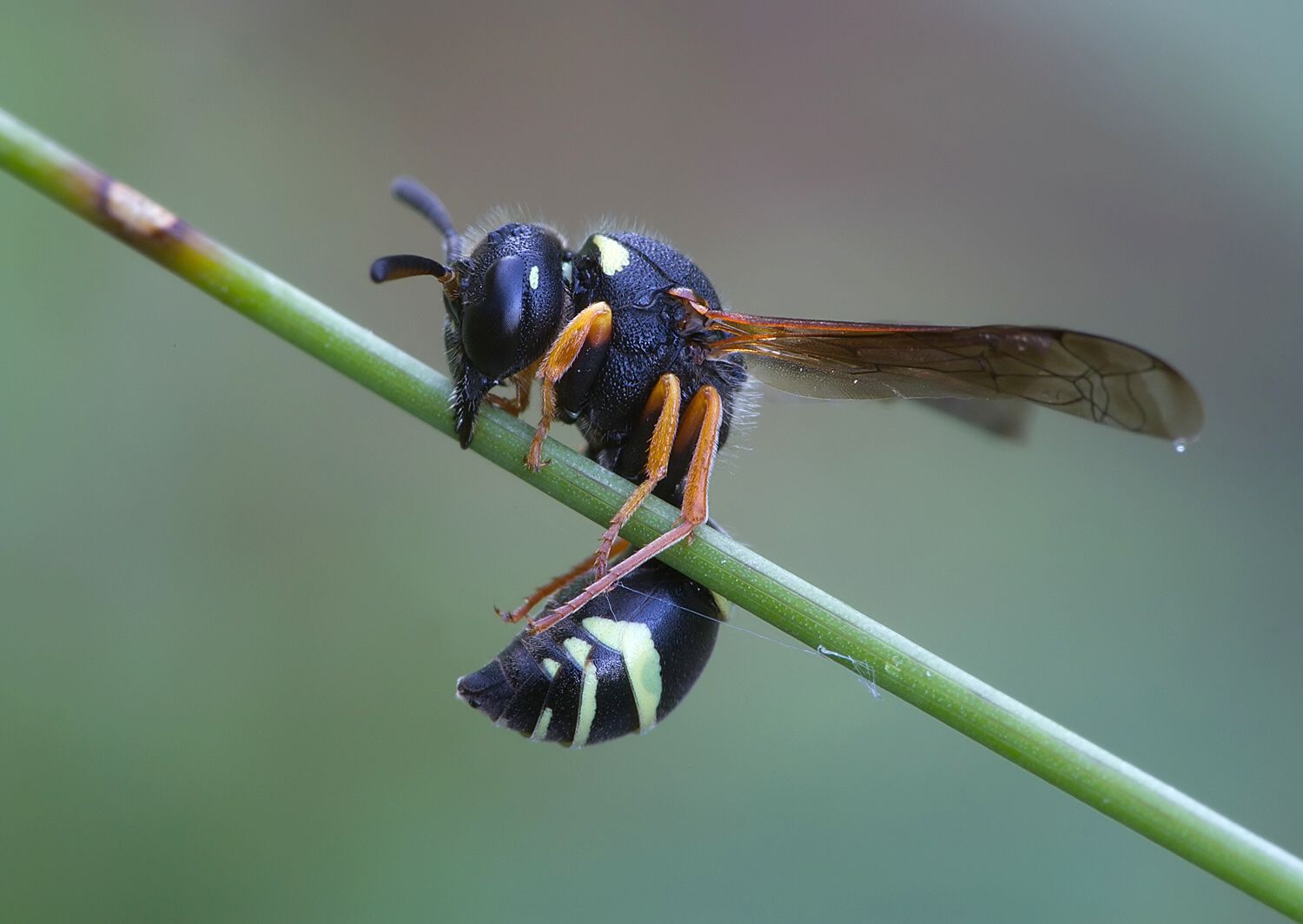 Odynerus spinipes
