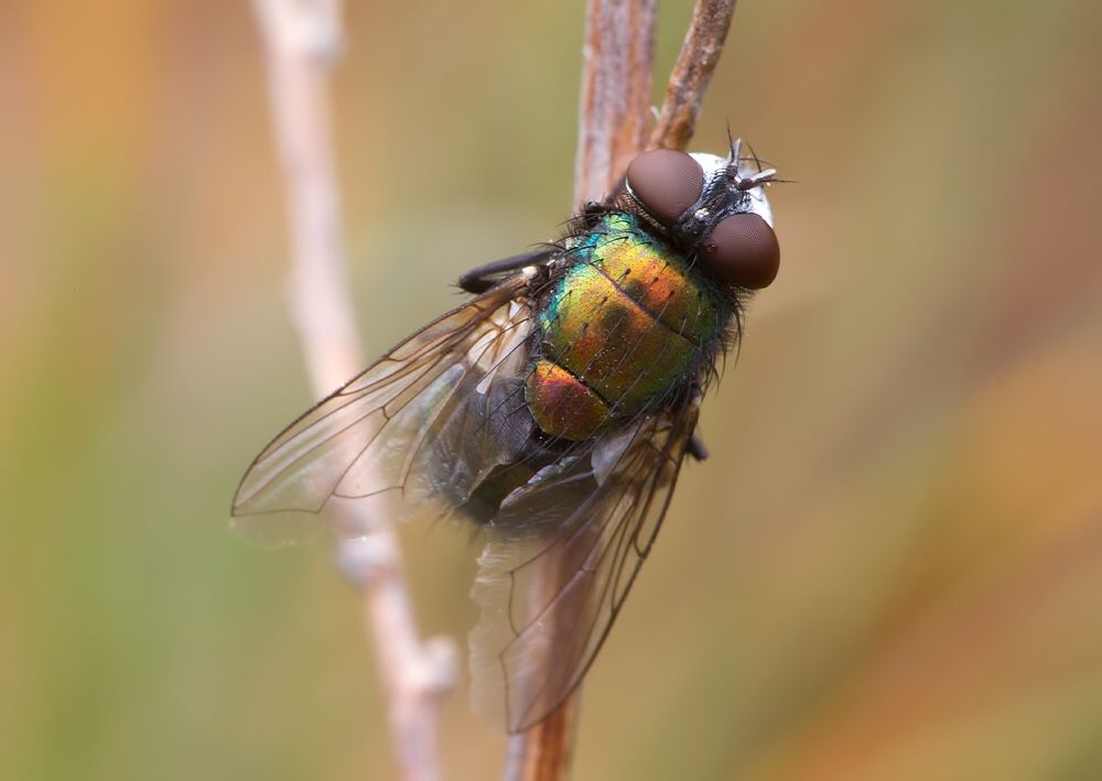 Lucilia silvarum