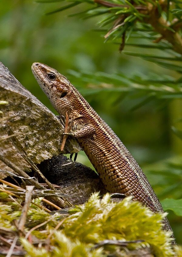 Zootoca vivipara
